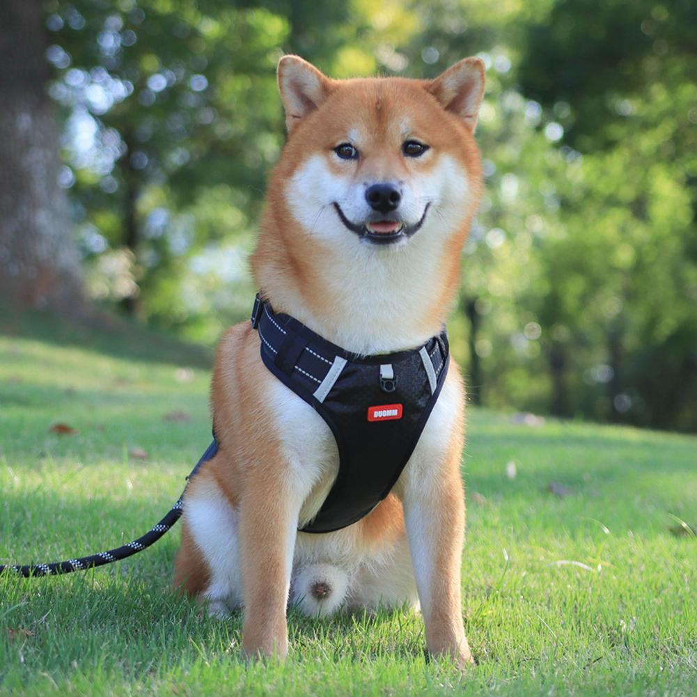 Nylon Dog Harness for Outdoor Training